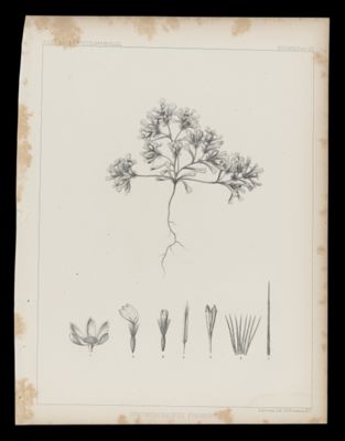 Syntrichopappus Fremontii
