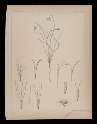 Calais Bigelovii