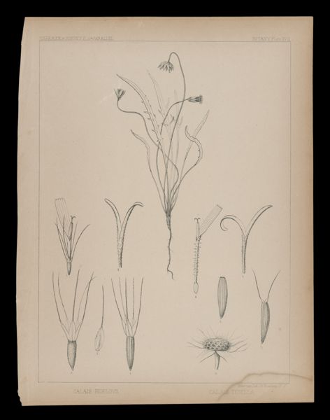 Calais Bigelovii
