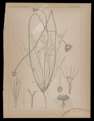 Calis Cyclocarpha