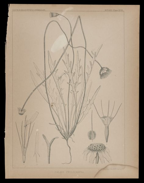 Calis Cyclocarpha