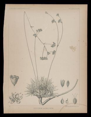 Eriogonum Lachnogynum