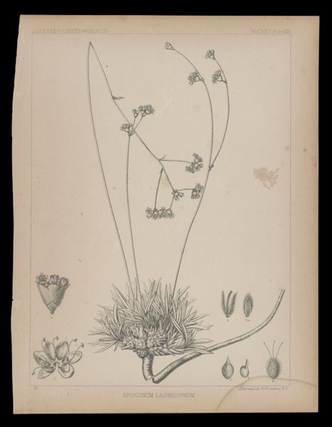 Eriogonum Lachnogynum