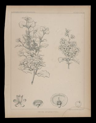 Obine Hymenelytra