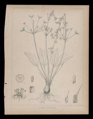 Alisma Californica