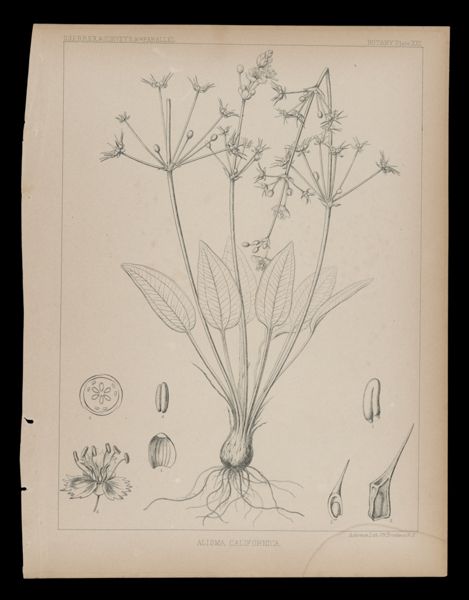 Alisma Californica