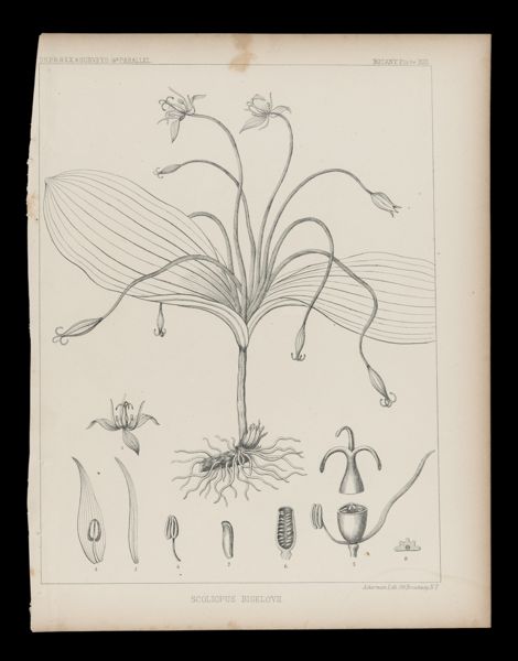 Scoliopus Bigelovii
