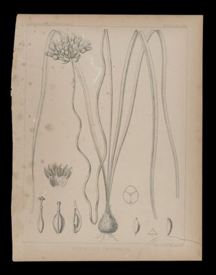 Stropholirion Californicum