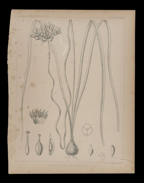 Stropholirion Californicum