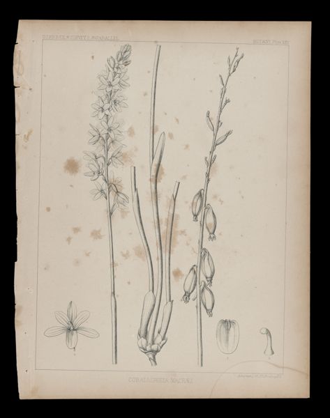 Corallorhiza Macræi