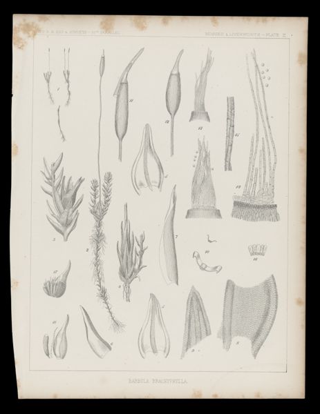 Barbula Brachyphylla
