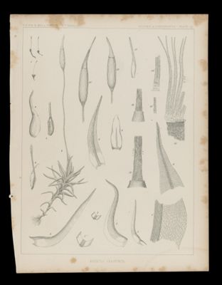 Barbula Semitorta
