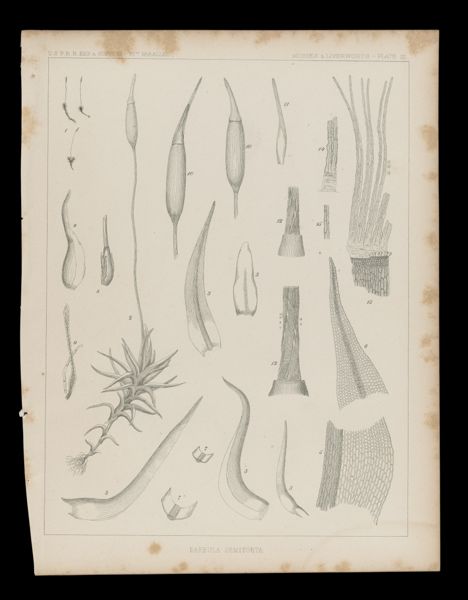 Barbula Semitorta