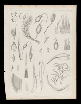 Grimmia Californica