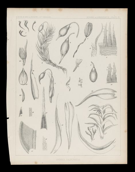 Grimmia Californica