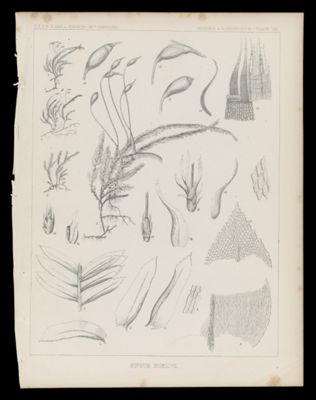 Hypnum Bigelovii