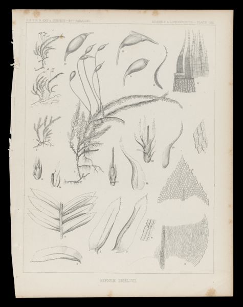 Hypnum Bigelovii