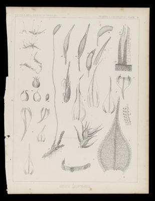 Hypnum Calyptratum