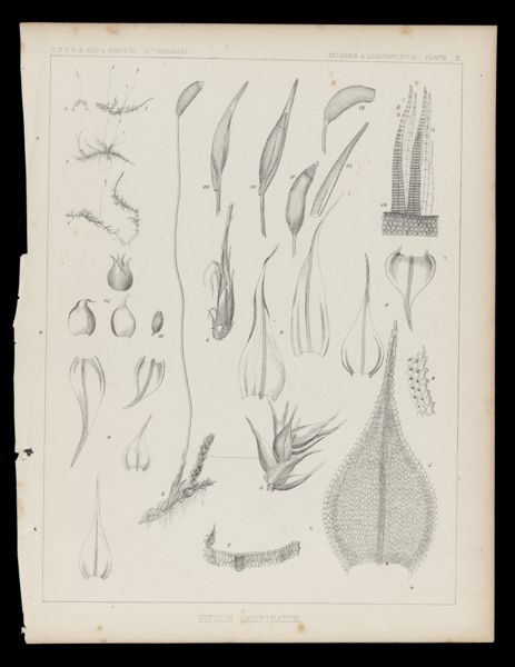 Hypnum Calyptratum