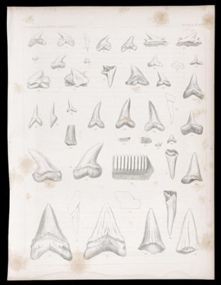 Fossils. Plate I