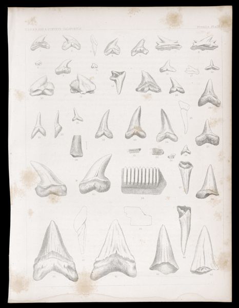 Fossils. Plate I