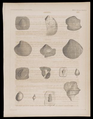 Fossil Shells. Plate II