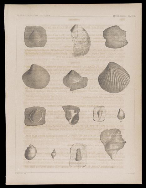 Fossil Shells. Plate II