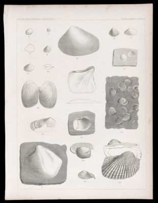 Fossils Shells. Plate III
