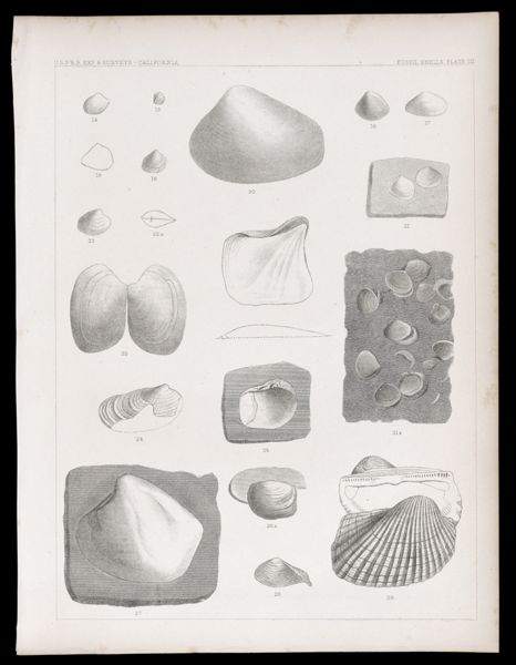 Fossils Shells. Plate III