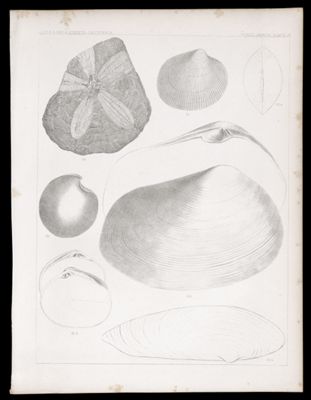 Fossils Shells. Plate IV