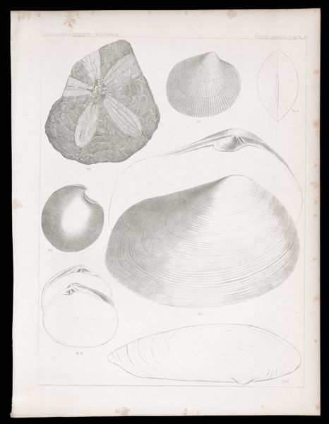 Fossils Shells. Plate IV