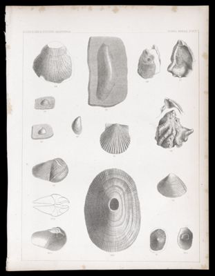 Fossils Shells. Plate V