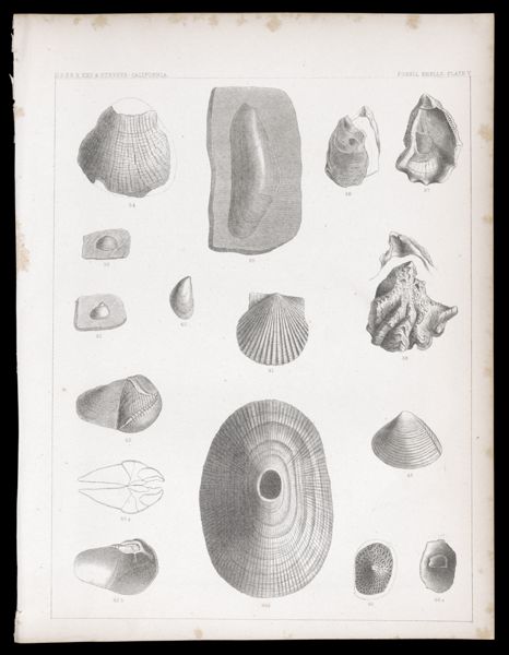 Fossils Shells. Plate V
