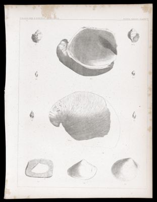 Fossil Shells. Plate VI