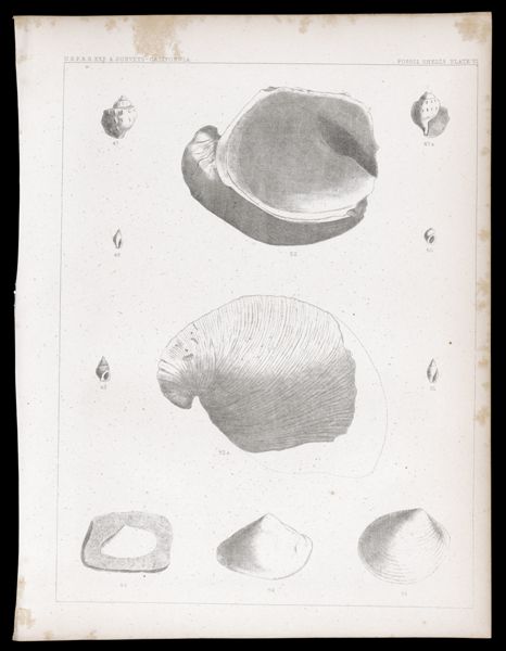Fossil Shells. Plate VI