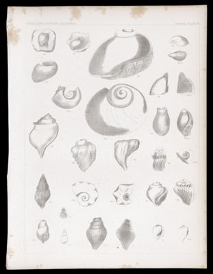 Fossils. Plate VII