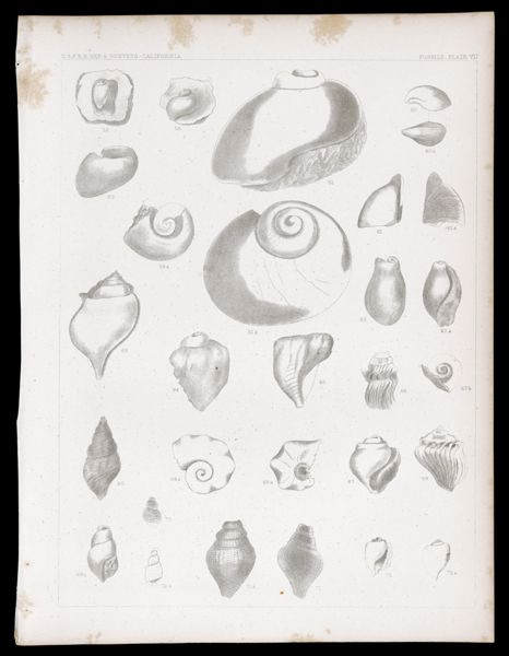 Fossils. Plate VII