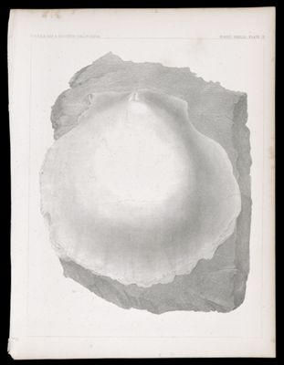 Fossils. Plate IX