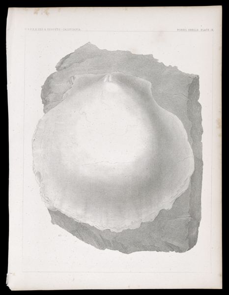 Fossils. Plate IX