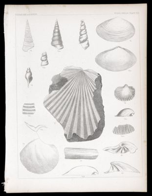 Fossils. Plate VIII