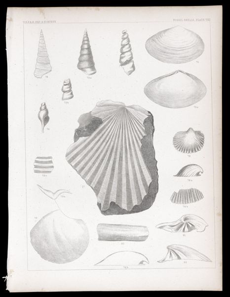 Fossils. Plate VIII