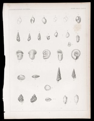 Recent Shells. Plate XI