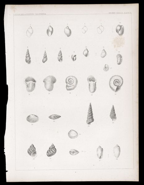 Recent Shells. Plate XI