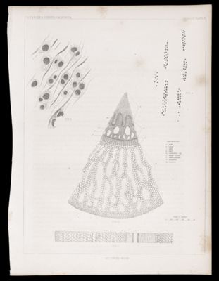 Geology Plate XII