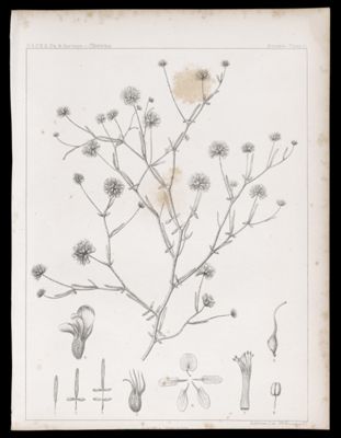 Dalea Emoryi