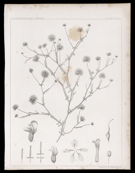 Dalea Emoryi