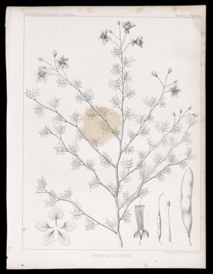 Cercidium Floridum