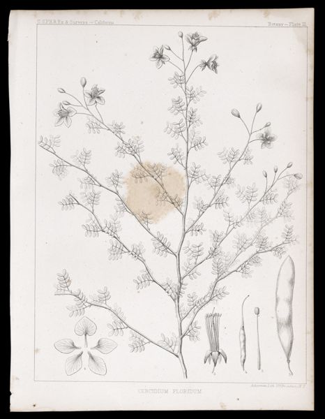 Cercidium Floridum