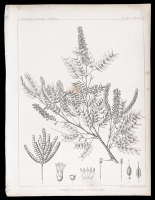 Strombocarpa Pubescens