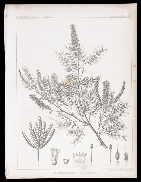 Strombocarpa Pubescens